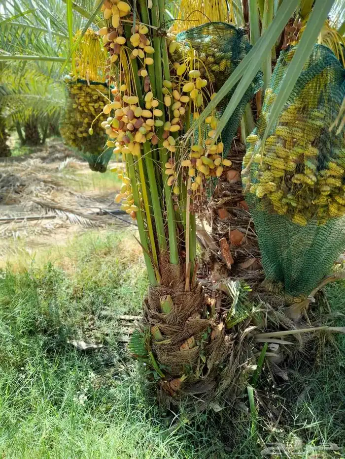 نخل مثمر نقايل جثايث فسائل اخلاص مجدول صقعي روثان واشنطني 2