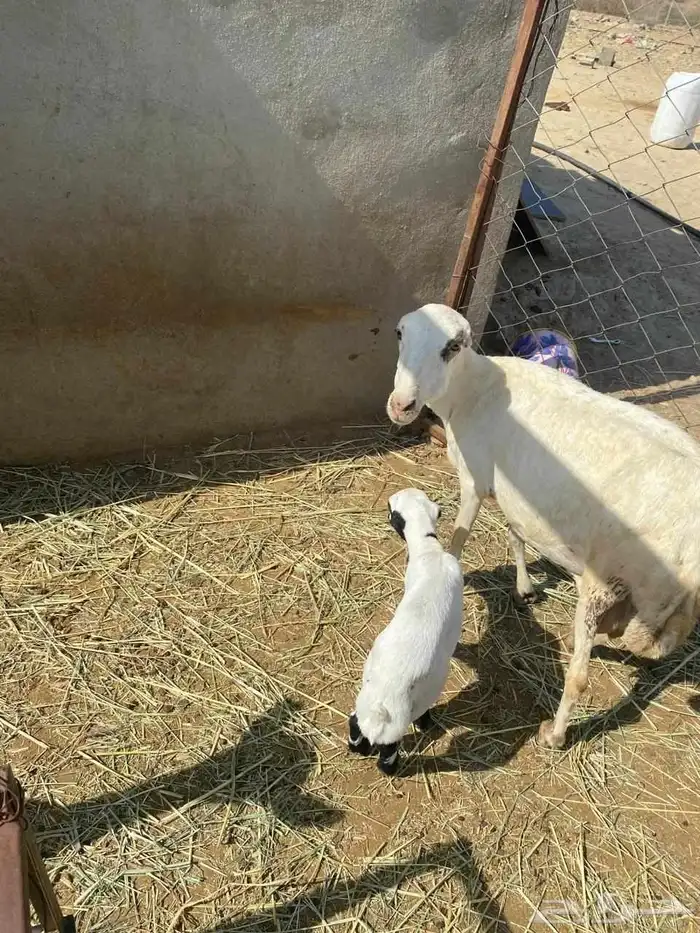 نعجه منتوج معه كبش السن لفاف طري 3