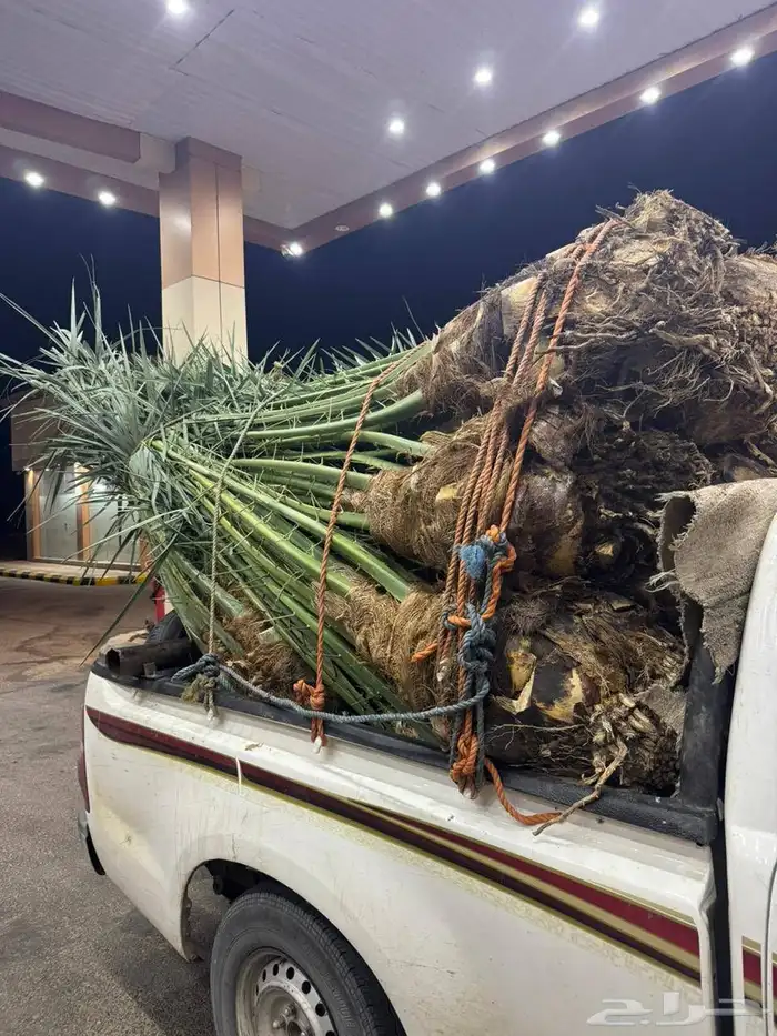 يتوفرلديناجميع انواع النخيل المثمرونخيل الزينه ولوشنطن ولمجذ 0