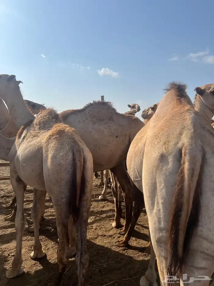 حاشي ساكني مرابي فوق ال5شهور اوزان 140الي 200 0