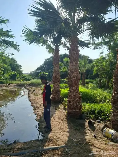 ابوالزام تريد النخيل العربي والواشنطن اتواصل index