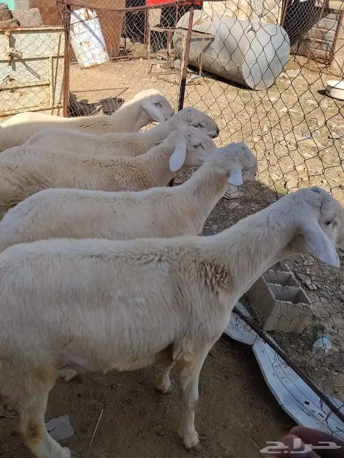 طليان للبيع 1