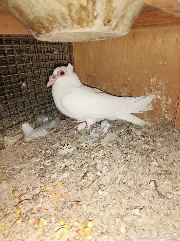 حمام زينه للبيع 0