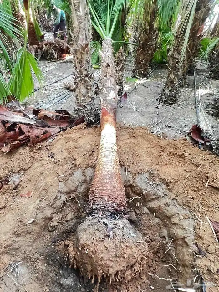 نخل واشنطني زينه جميع المقاسات 4