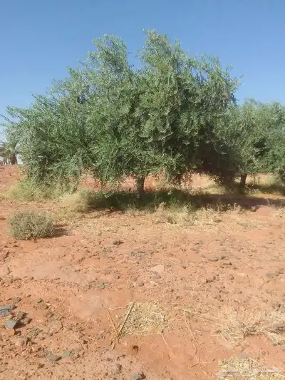 زيتون مثمر نيبالي مثمر مفطن وارض نييالي محسن index