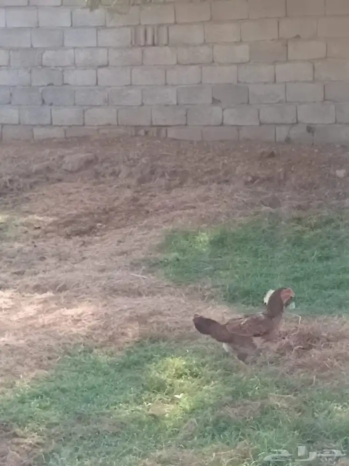 دجاج للبيع كويتي 1