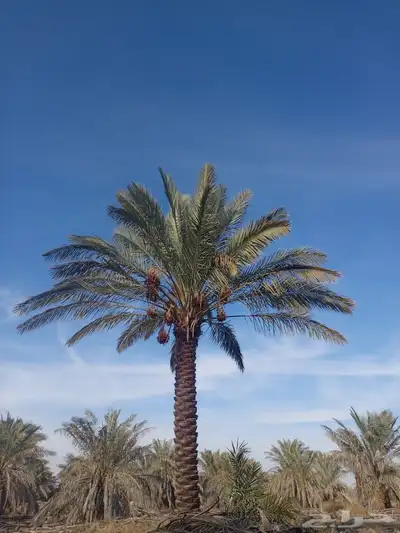 نخل مثمر واشنطن index