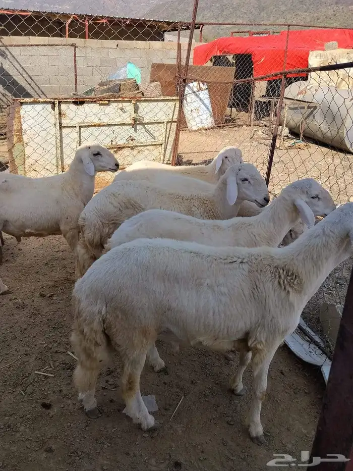 طليان للبيع 0