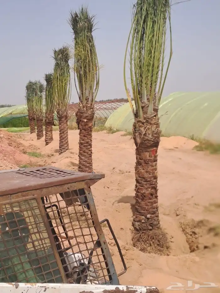 ابوالزام تريد النخيل العربي والواشنطن اتواصل 5