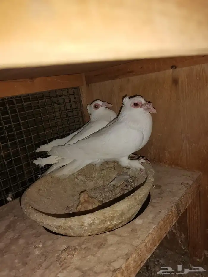 حمام زينه للبيع 1