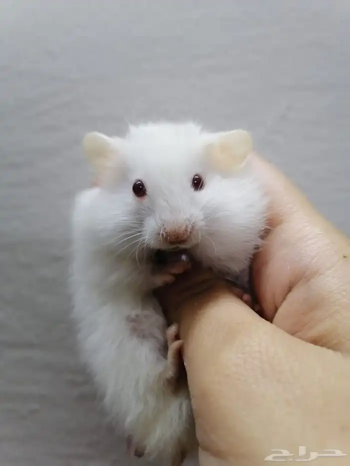 هامستر سوري صغير للبيع اعمارهم مابين الشهر للاربع اشهر 0