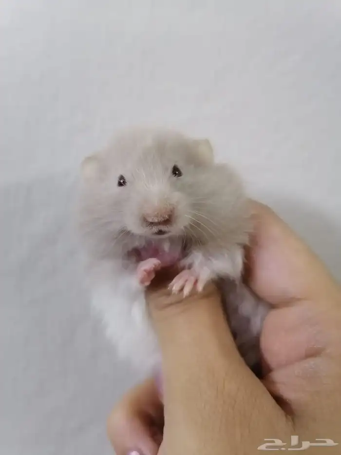 هامستر سوري صغير للبيع اعمارهم مابين الشهر للاربع اشهر 1