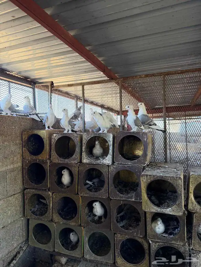 اعرض لكم حمام حب الرمان عشه كامله 0