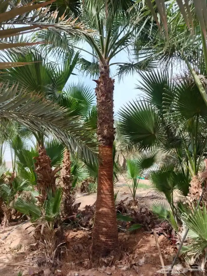 نخل واشنطني زينه جميع المقاسات 0