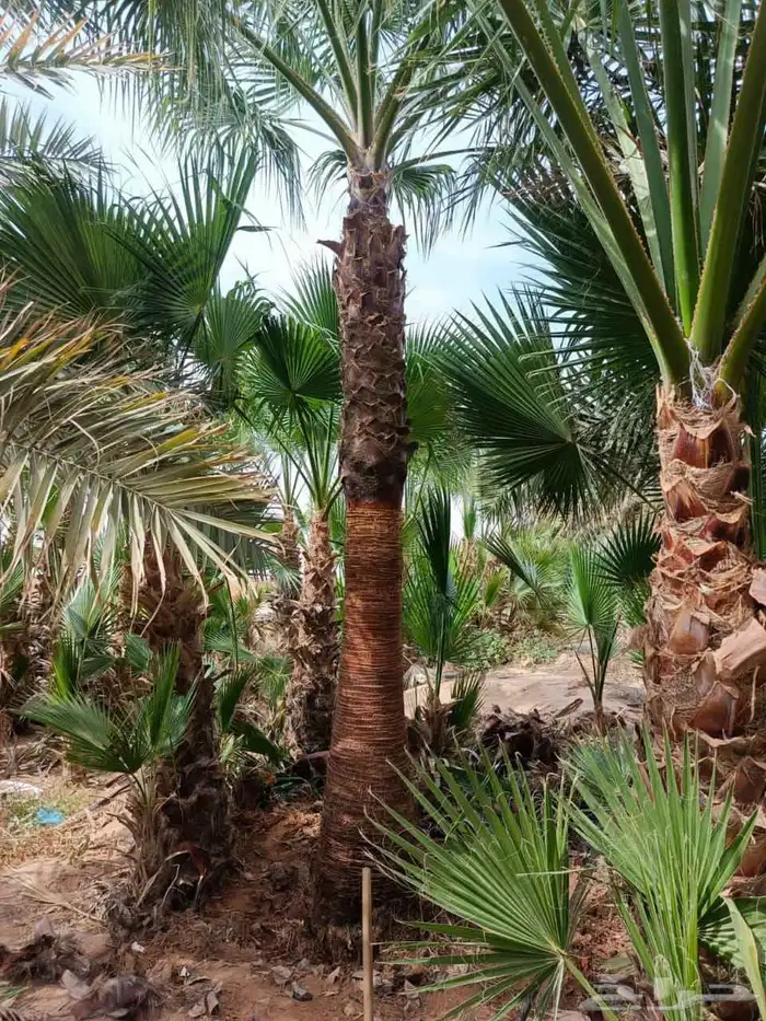 نخل واشنطني زينه جميع المقاسات 1