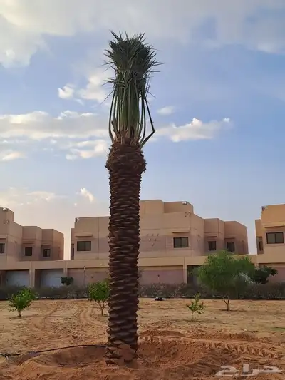 ابوالزام تريد النخيل العربي والواشنطن اتواصل index