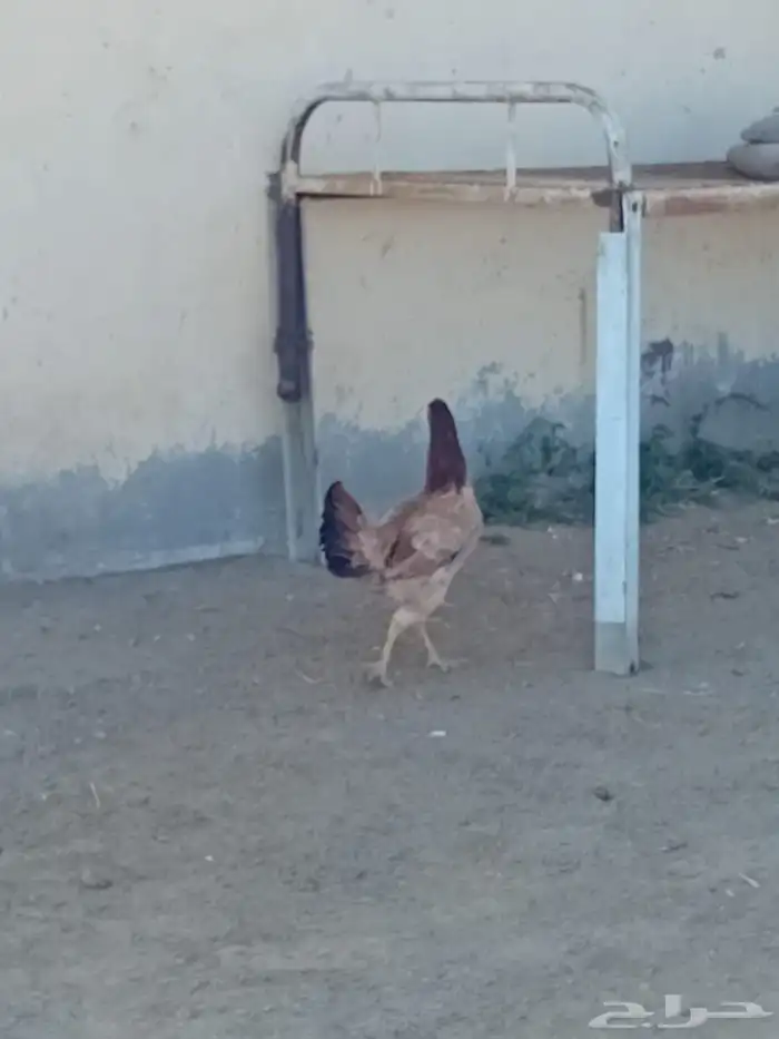 دجاج للبيع كويتي 2
