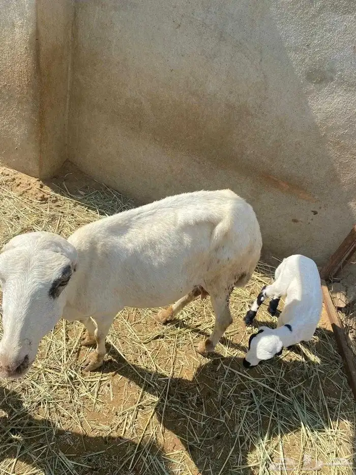 نعجه منتوج معه كبش السن لفاف طري 1