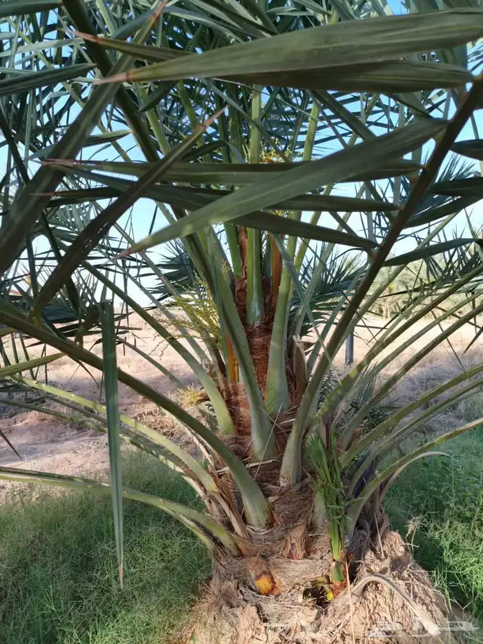 نخل واشنطن أمريكي نخيل مثمر خلاص صقعي هلالي سكري برحي شيشي 6