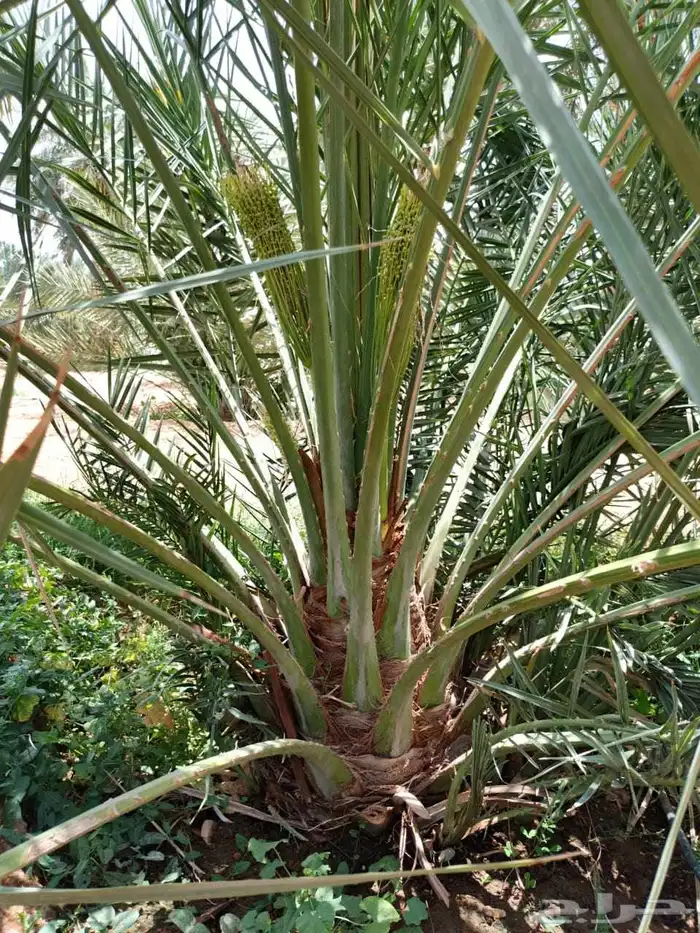 نخل واشنطن أمريكي نخيل مثمر خلاص صقعي هلالي سكري برحي شيشي 5