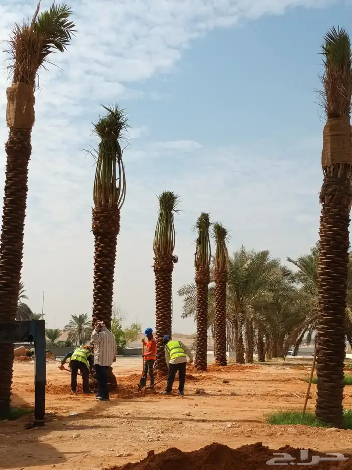 نخل مثمر واشنطن 0