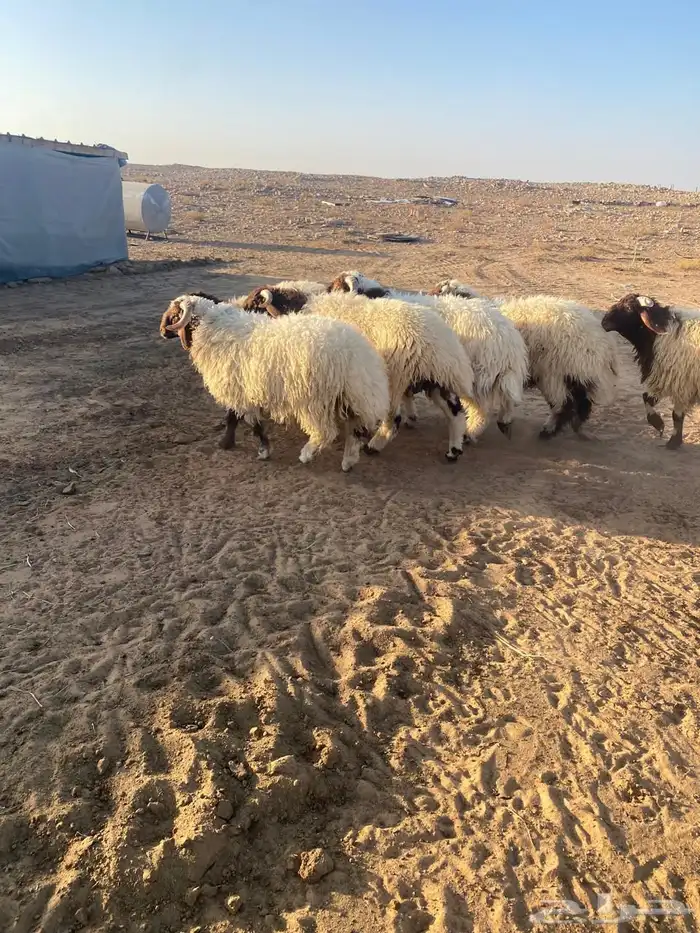 طليان نعيم 2