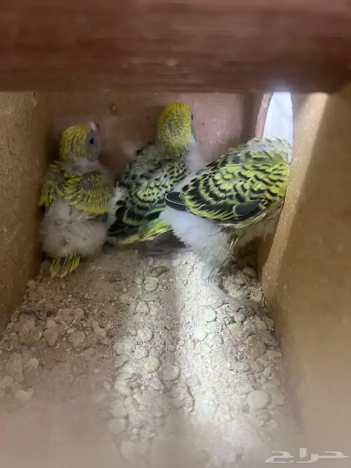 زوج بادجي بفروخهه 1