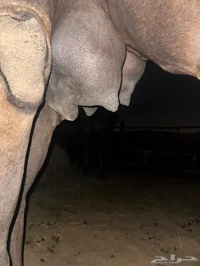 مجهم مجاهيم لقحه متلي منيحه 0