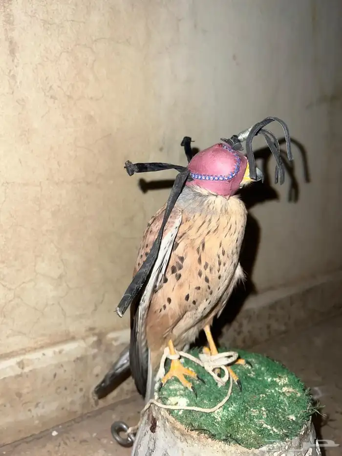 باش. ق للبيع العدد 2 2