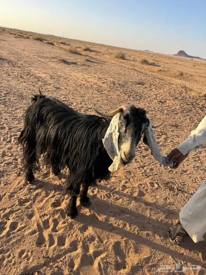 عنز عارضيه 0