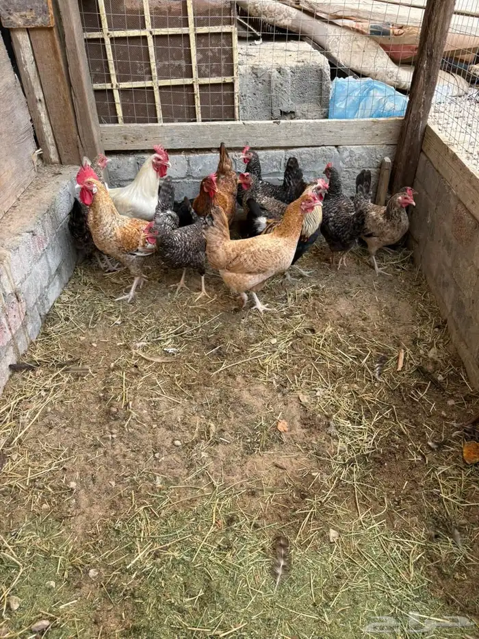 دجاج بلدي بياض 8