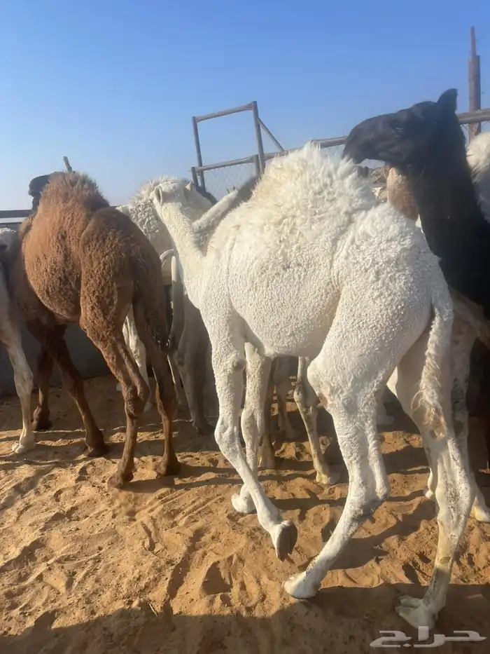 قعدان للبيع 0