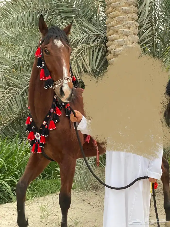 للبيع طقم زينه للخيل 0