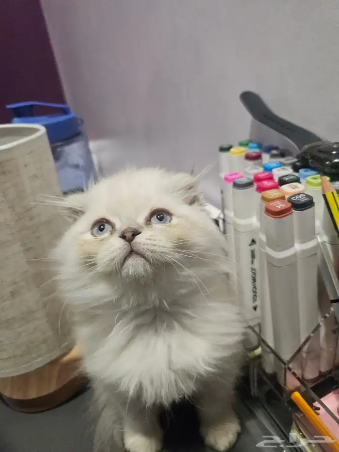 بيع قطط كتن همالايا وسكوتش 1