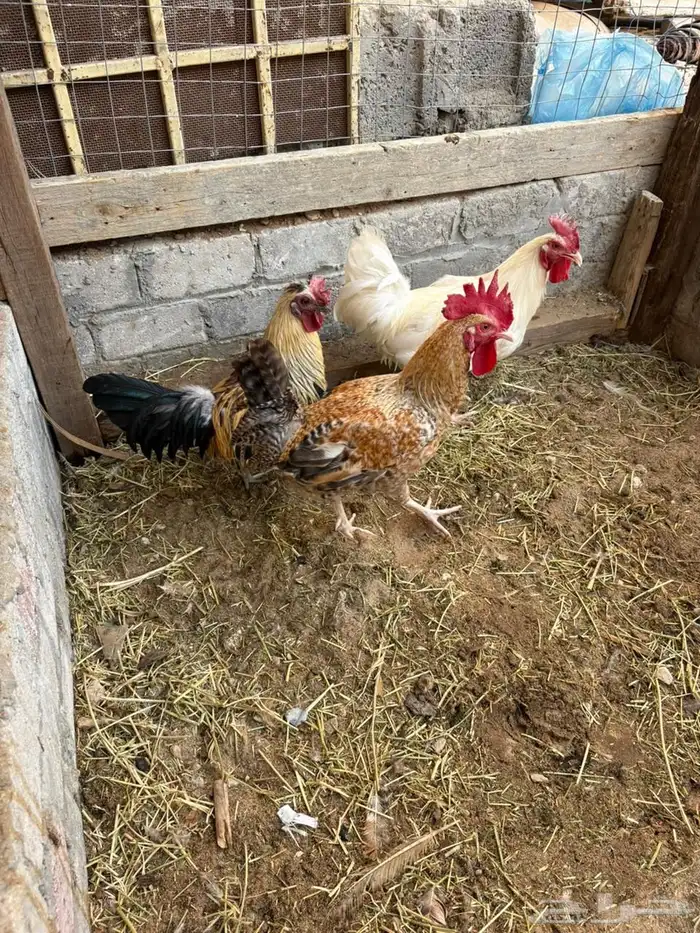 دجاج بلدي بياض 7