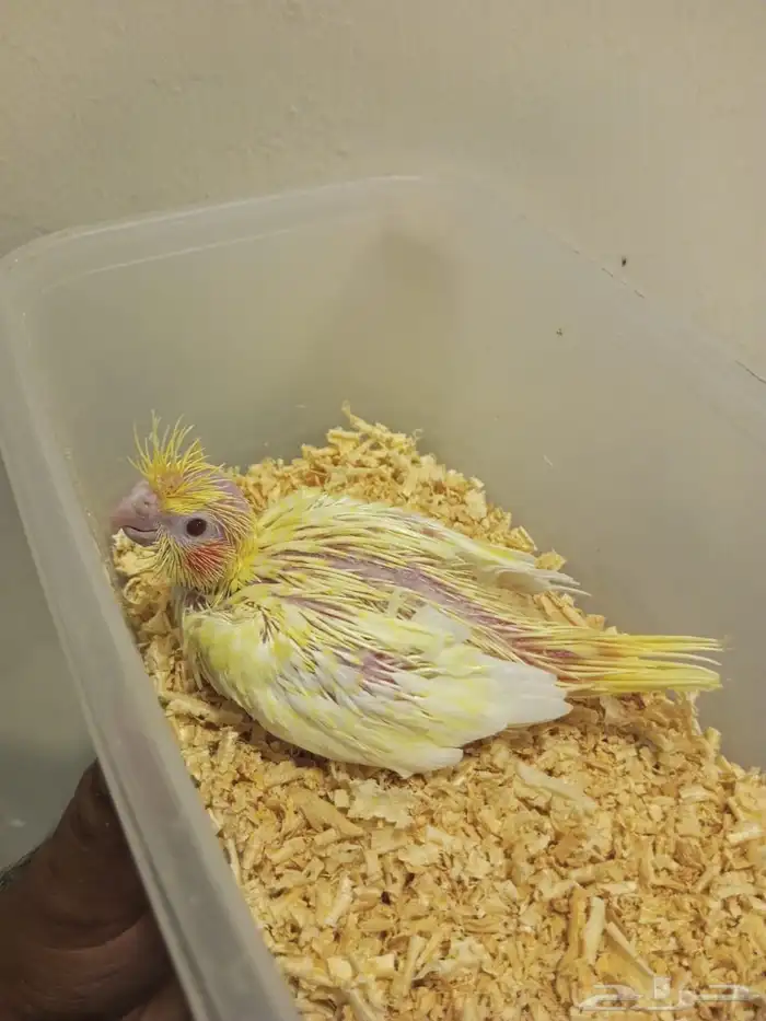 تم البيع فرخ كروان ذو العيون الحمر 1