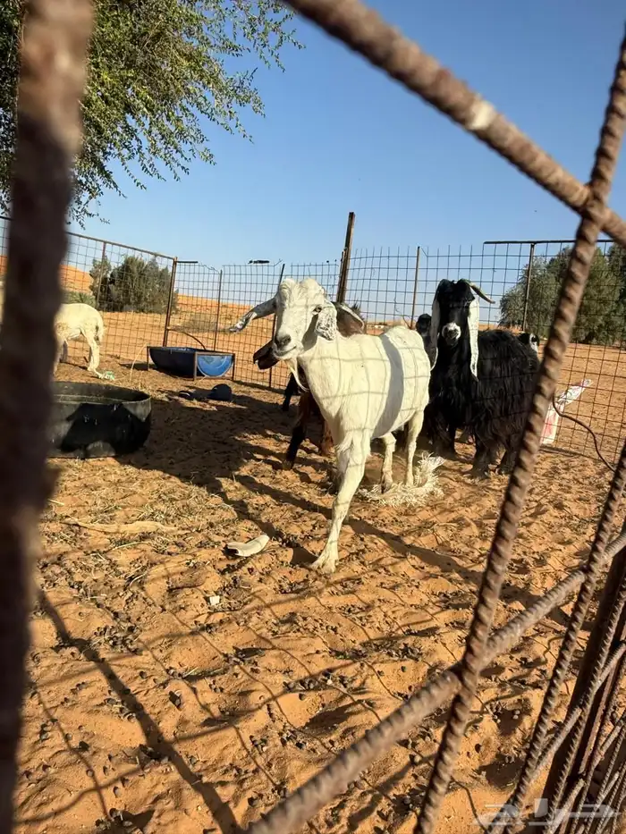 للبيع معزا مظريع 2