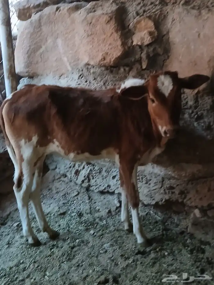 حسيلة فل شحم للبيع 0