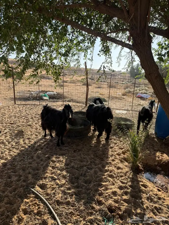 للبيع معزا مظريع 3