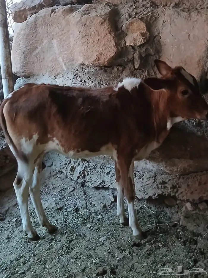 حسيلة فل شحم للبيع 3