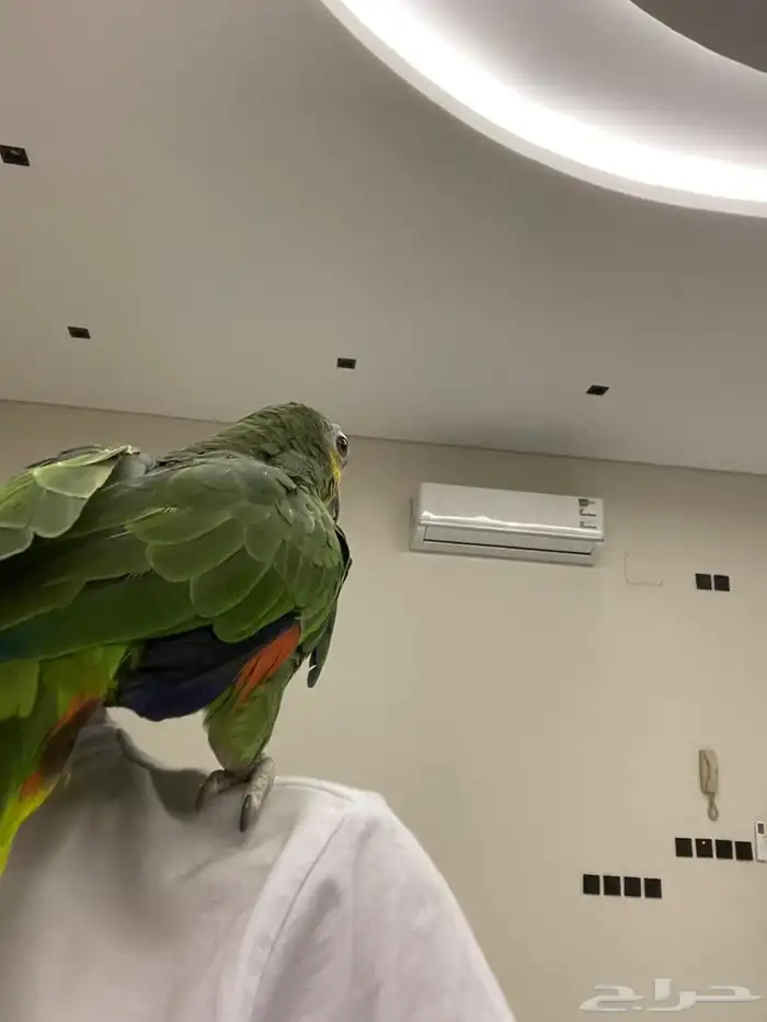 طير ببغاء 11