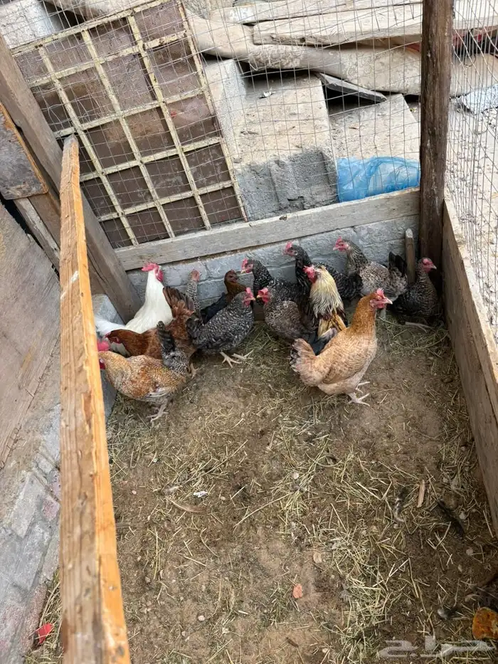 دجاج بلدي بياض 1