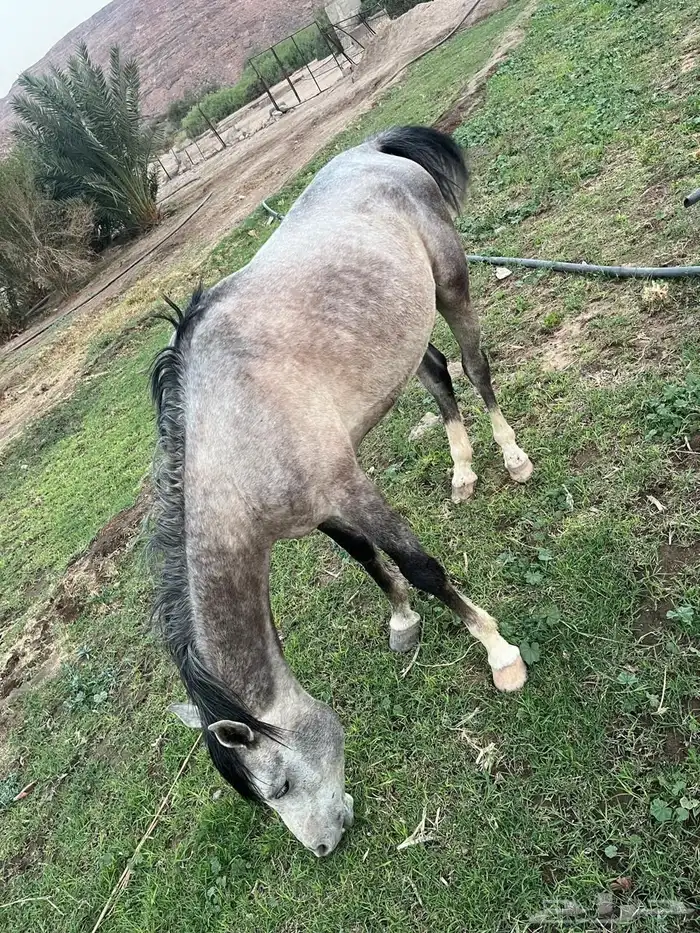 الاسم بهاج العمر أربع سنين وتسع شهور 2