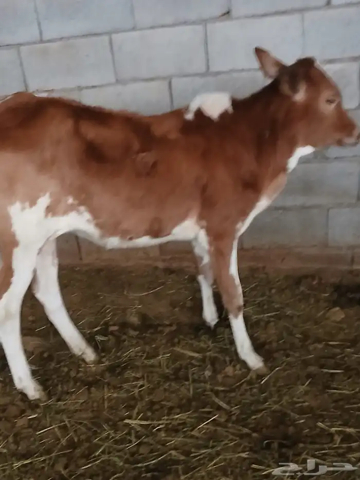 حسيلة فل شحم للبيع 1