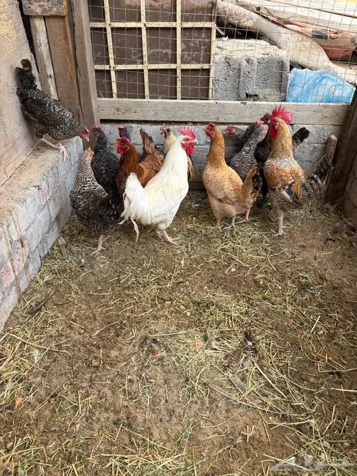 دجاج بلدي بياض 3