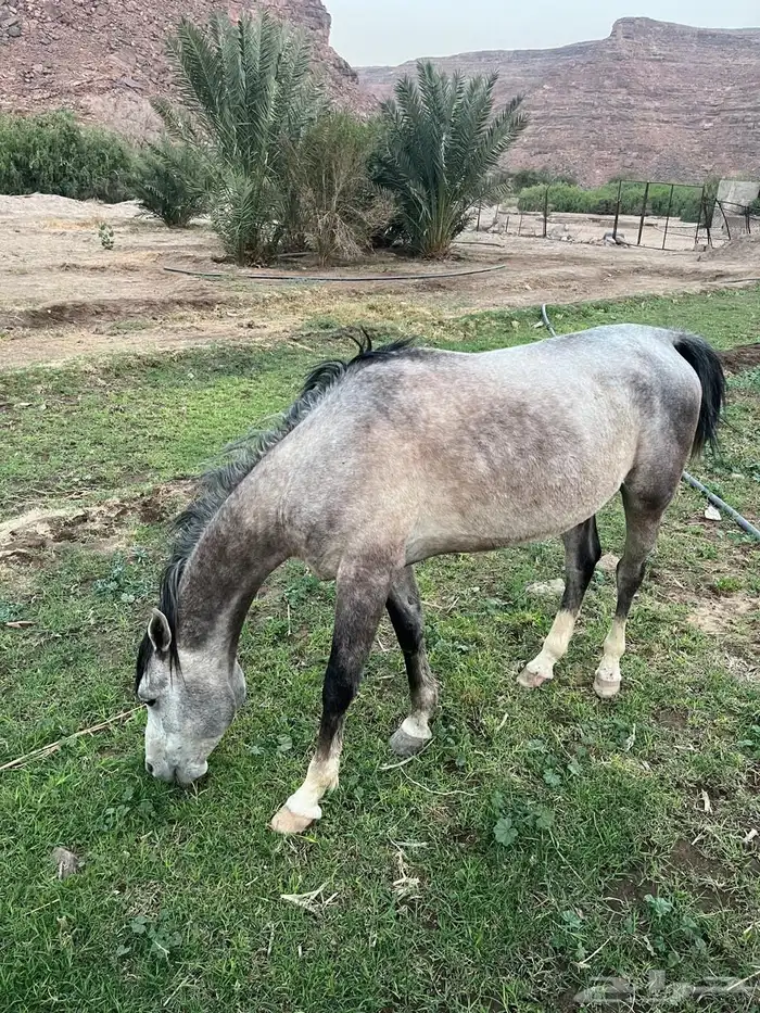 الاسم بهاج العمر أربع سنين وتسع شهور 0