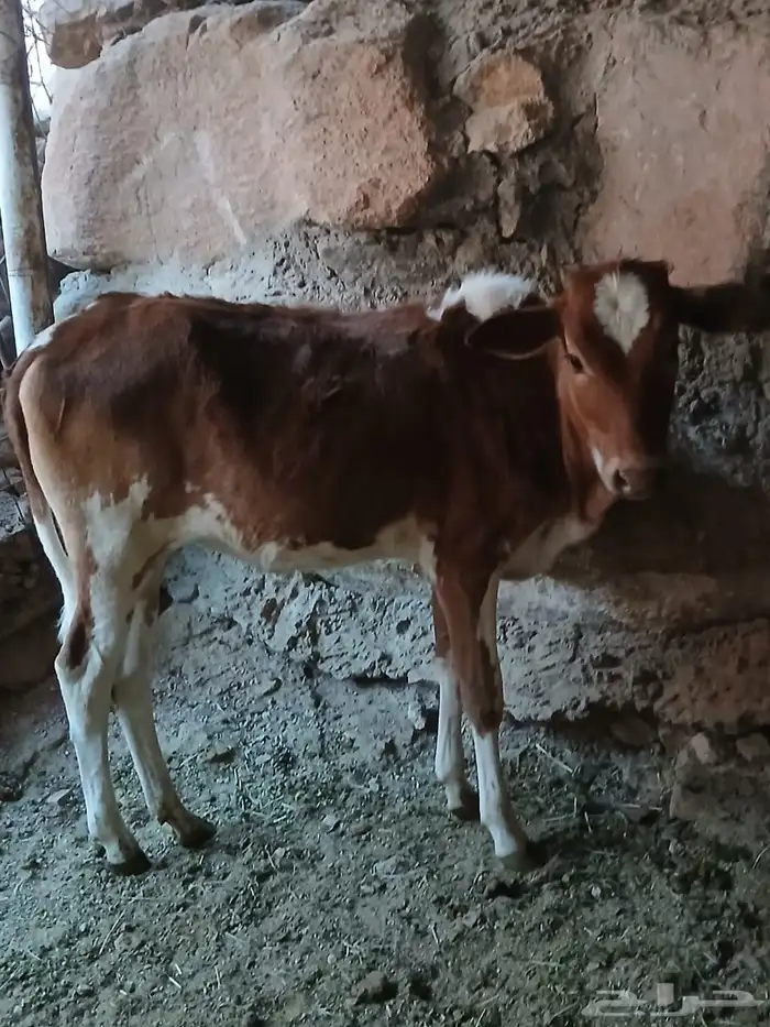 حسيلة فل شحم للبيع 2