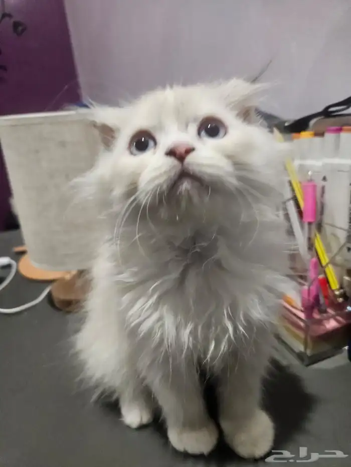 بيع قطط كتن همالايا وسكوتش 2