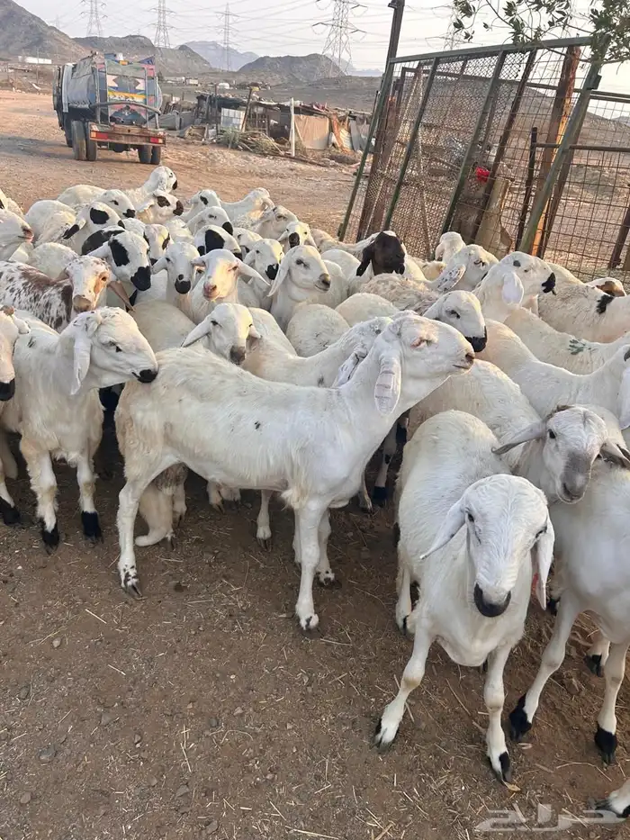 طليان سواكن بيض 0