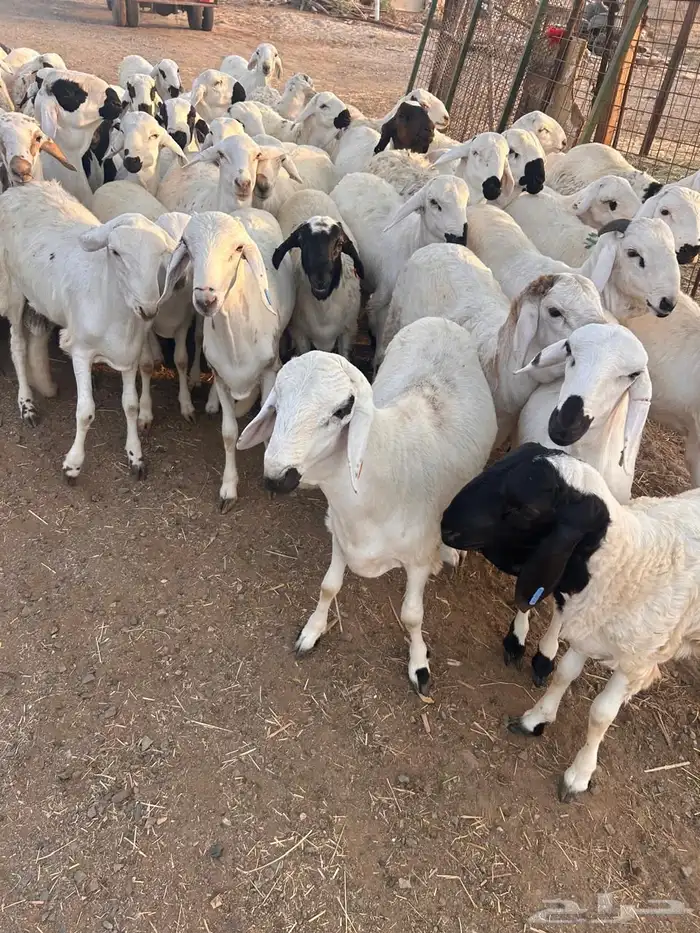 طليان سواكن بيض 5